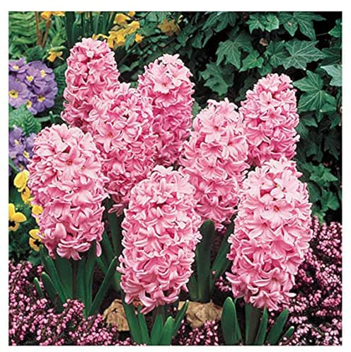 10 Fondant Pink Hyacinth Bulbs – Large 16-17cm Bulbs for Soft Pink, Fragrant Blooms – Perfect for Gardens, Borders, and Containers