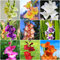 10 Stück gladiolen zwiebeln winterhart mehrjährig Gladiolus - Seltene Pflanzen serie - mix extrem winterharte kübelpflanzen planze blumenzwiebel winterharte stauden