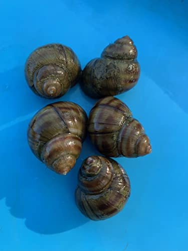 Biotop Set gegen Algen - 3 kleine Teichmuscheln + 3 Sumpfdeckelschnecken