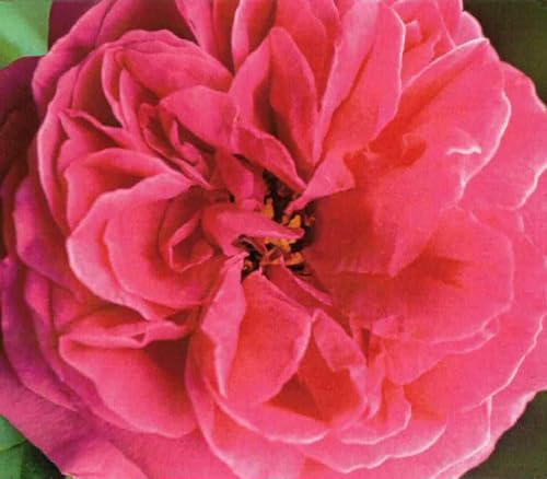 Historische Strauchrose Mme Isaac Pereie - Duft+++++ - Garcon Rosen