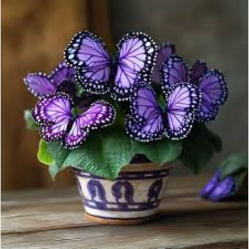 Bulbi di Hosta | Eleganti,Robusti,Compatti,Sottili,Delicati, Arieggiati-2 bulbi-I