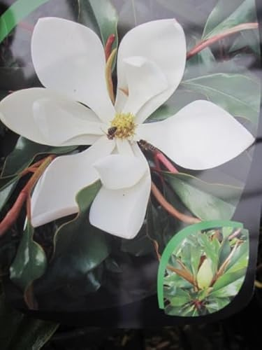 Magnolia grandiflora Kay Parris - Magnolie Kay Parris - 40-60
