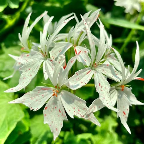 Geranien, balkonpflanzen exotische bodendecker bio für sonnige plätze blumensamen geschenke für gärtner zimmerpflanzen wildblumensamen balkongewächshäuser alte sorten wohnzimmer 50Samen