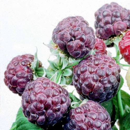 Raspberry Plants Glencoe (Purple) Includes 4 Plants
