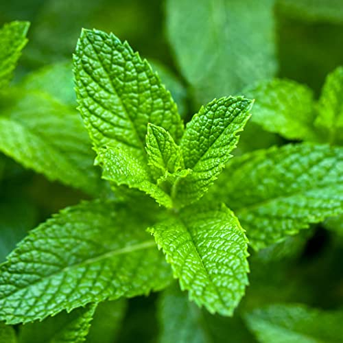 Spearmint Herb - Common Mint Culinary Plant - Aromatic Kitchen Garden Fresh Herbs for Cooking - Easy to Grow Your Own (8cm Pot, 5-15cm)