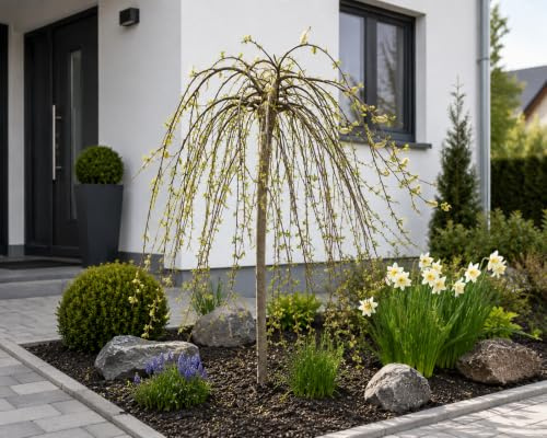 Nordische Bäumchenweide (Salix arbuscula) als Zierstämmchen ca. 80 cm – Winterharte Zwerg-Weide für Garten & Kübel – Pflegeleicht, kompakt & schnittverträglich