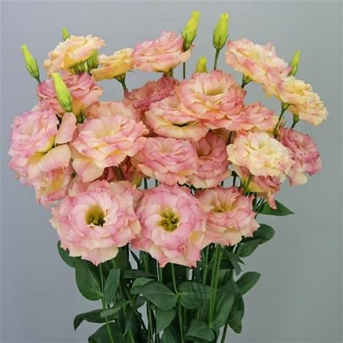 100 graines de fleurs de lisianthus