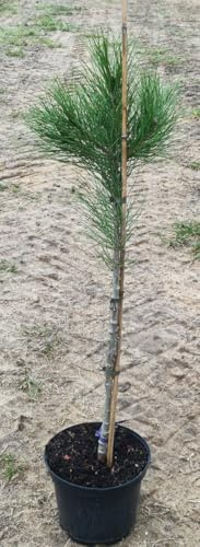 Pinus pinea 'Silver Crest'® / Pin parasol nain 'Silver Crest'® / Conteneur de 7 à 10 litres/Baliveau