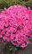 200 Unids/Bolsa Semillas de Azalea Japonesa, Azalea de rododendro, Semillas de Flores Semillas de árboles Cubierta Semillas de Bonsai de Flores para la Venta Jardín de su casa