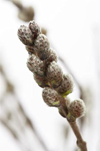 Salix subopposita 60 cm Stammhöhe – Winterhart, Mehrjährig, Pflegeleicht – Japanische Weide – Zierstrauch für Kübel & Beet