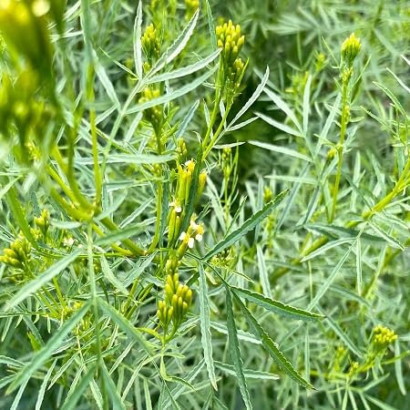 100pcs graines de plantes menthe Huacatay