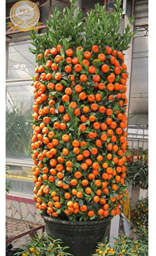 Bonsai ornamentale Rosso Dolce Semilla de naranjo (80-100cm di altezza) Semi, Bulk 20 semi, KK190 commestibile biologica