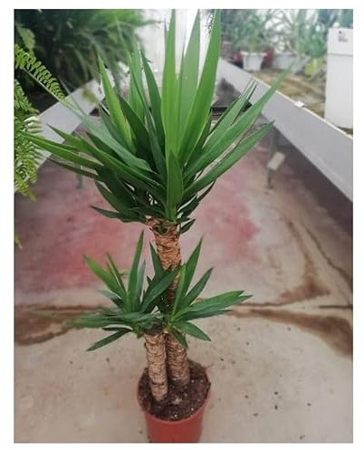 PianteWeb pw-yucca-19