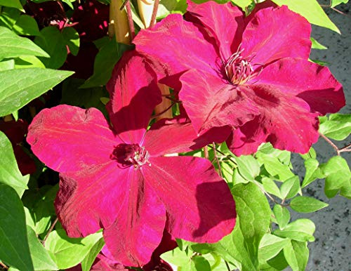 Clématite Westerplatte C 3 Litres