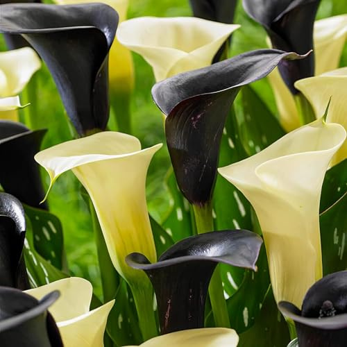 Bulbes de Lys Calla Collection Noir & Blanc - Zantedeschia Lys Bulbes - 10 Bulbes de Fleurs à Planter Extérieur - Naturelle Plantes de Hollande pour Jardin et Pot (pas de graines, non artificielle)