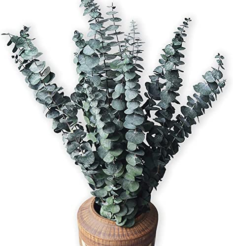 HanYun 10 Pack Natürliche Getrocknete Eukalyptus 45cm Konserviert Frische Eukalyptus-Zweige Greenery Pflanzen für Natürliche Aromatherapie zu Ihrer Dusche für Blumenarrangements Hochzeit Home Decor