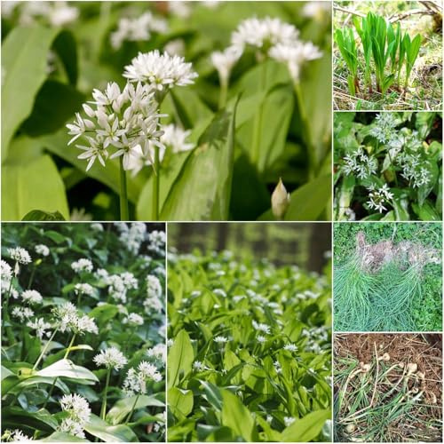 Comprar de ajo silvestre - semillas - raras de ajo silvestre jardín interior semillas orgánicas jardín cocina silvestres resistentes 20pcs