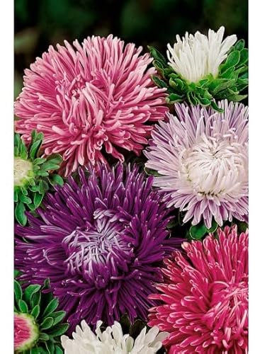 Semillas de flores - Reina margarita pluma - Mascarell