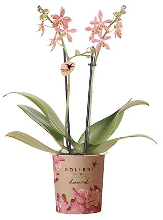 Kolibri Orchideen | orangefarbene Phalaenopsis-Orchidee – Spider – Topfgröße Ø9 cm | blühende Zimmerpflanze – frisch vom Züchter