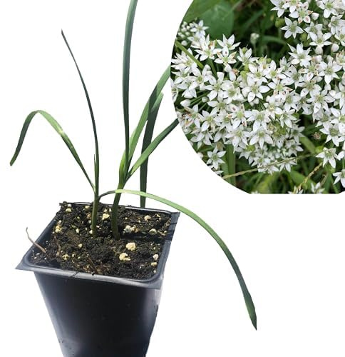 Organic Live Garlic Chives (Allium tuberosum) Live Plant in 2.5 inch Pot - Perennial Garlic Flavored Herb for Your Food Forest, Survival Food