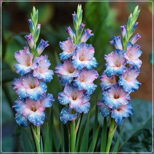 Cormi di gladiolo- Piantare gladioli- Gladiolos resistentes- Attira farfalle e colibrì- Tenacia | Spettacolari- Exposición excelencia jardinería-c-4 rizomi