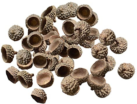 F Fityle 100x Natürliche Eicheln Bulk Eicheln Caps für Handwerk Home Hochzeit Blumenarrangement DIY Thanksgiving Weihnachten Herbst Tischstreuung Foto - Natürliche Eichelkappen