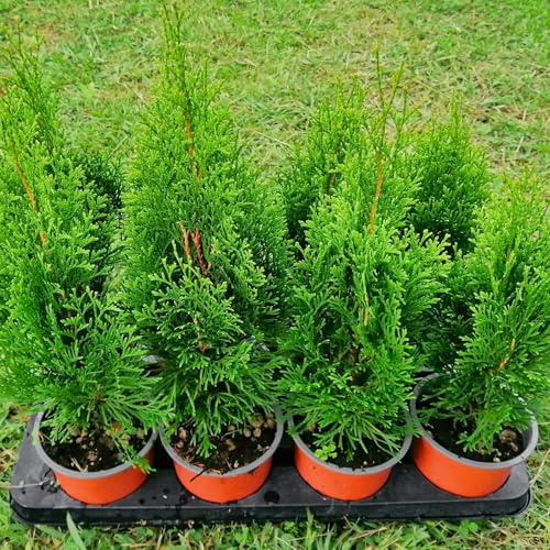 Thuja occidentalis smaragd, 10 piante alte 20-30 cm, vaso 13