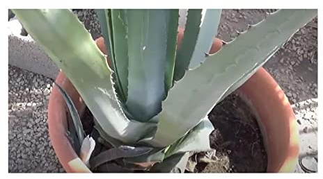 Stk - 10x Agave atrovirens Oaxaca Jungle Giant Agaven Garten Pflanzen - Samen ID658 - Seeds & Plants Shop by Ipsa