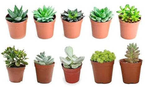 Verdecora Pack de Cactus o Crasas | Cactus y suculentas Planta natural viva de interior en maceta de Ø5cm | Plantas pequeñas y fáciles de cuidar | Envío de surtido variado (10 Crasas/Suculentas)