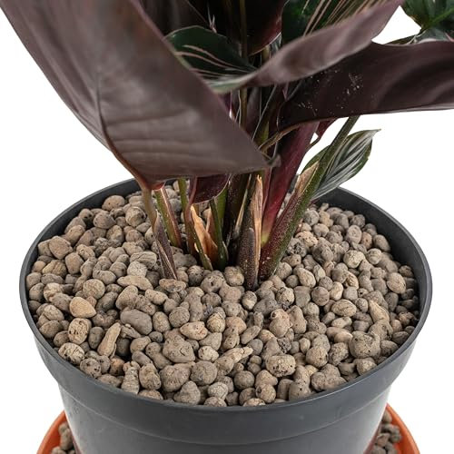 Cost Wise Clay Pebbles for Plants Pebbles & Hydroponics - LECA Clay Ball, Indoor & Outdoor,3 sizes,pack size 1-20l (4-8mm x 5 lire)