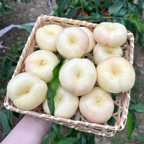 Semillas de nectarina, exóticas de balcón jardín invernaderos balcón variedades antiguas semillas comprar resistentes 12pcs