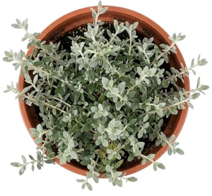 Decoración Natural con Planta de Teucrium para Jardines Soleados, Terrazas y Balcones – Arbusto Exterior DECOALIVE