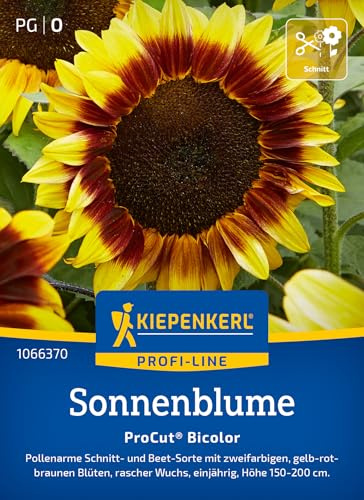Kiepenkerl Sonnenblumensamen Pro Cut Bicolor 1066370, Blumensaat | Pollenarme Schnittsorte mit zweifarbigen, gelb-rotbraunen Blüten, Wuchshöhe 150-200 cm