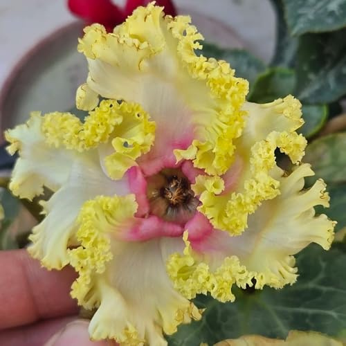 Alpenveilchen blumengarten balkon deko balkonpflanze biosaatgut pflanzenkübel topfpflanzen echt gartenpflanze exotische zimmerpflanzen blumenwiesensaat dachbegrünung indoor 60samen