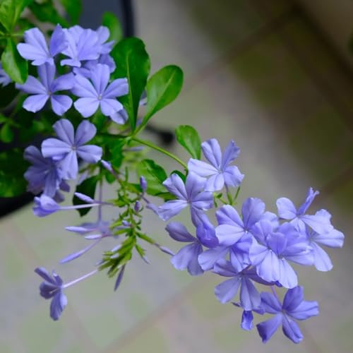 de plomo Semillas de cobertura del suelo, perennes, resistentes al invierno. Plumbago auriculata pradera decorativas perenne jardín semillas pradera 60semillas
