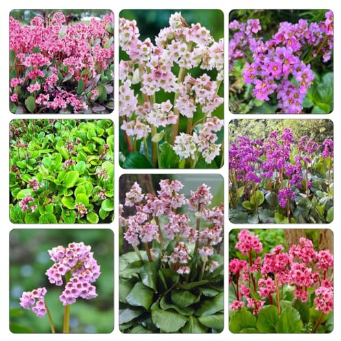 bergenia cordifolia - decorazioni giardino esterni ufficio ornamentali semi di esotiche di al coperto semi estivi 500pcs