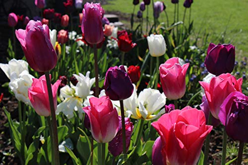 100 Blumenzwiebel-Mischung Tulpenzwiebel Mixed Purple Dream