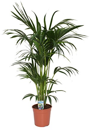 Kentia Palme (Howea forsteriana) 140-160 cm - Robuste Zimmerpflanze für Innenräume - Pflegeleichtes Dekoelement für Wohnzimmer, Büro und Schlafzimmer