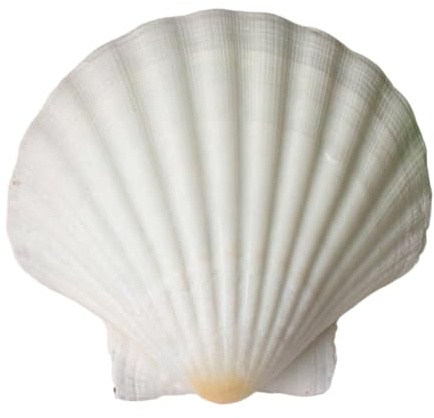 Coquilles de mer Coquilles de mer mixtes, Coquillages for l'artisanat 6 pièces Coquillage de conque blanc Coquillage de pétoncle blanc for décoration d'aquarium ou cadeau en gros(7 8cm)