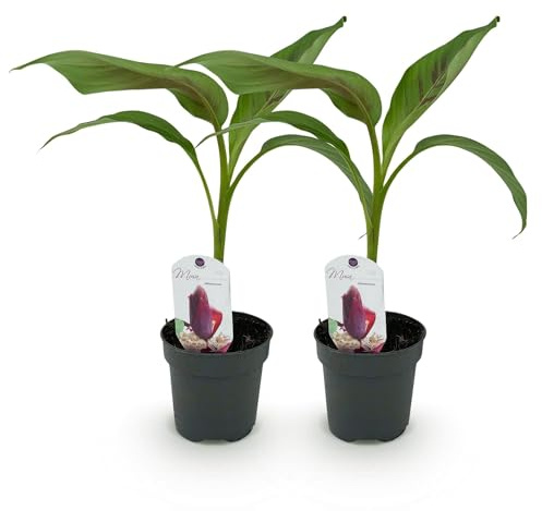 Bananenpflanze Musa sikkimensis Red Tiger – 2 Pflanzen – Tropische Gartenbanane – Topf Ø12 cm, Höhe ca. 30 cm – Exotischer Blickfang für Beet, Balkon & Terrasse