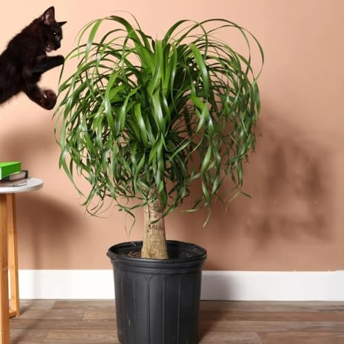 semi di piede elefante - in estremamente resistenti da esterno Beaucarnea giardino estivi perenni biologici vere appartamento 30pcs