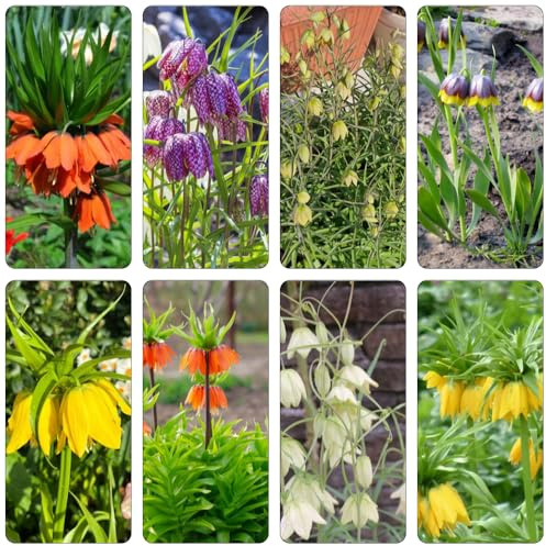 tuberi corona imperiale - fritillaria giardino decorazione balcone rizoma corona imperiale giardino di primaverili regalare decorazioni per esterni Coltivare 6bulbi
