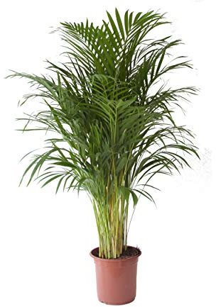 Indoor-Helden Dypsis lutescens - Palma arrea (diámetro: 24 cm, altura: 125 cm, palmera dorada, palmera de frutos de oro de Madagascar