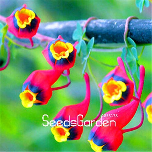 New 100 pcs Hanging Nasturtium Flower Seed for Planting Mixed 3