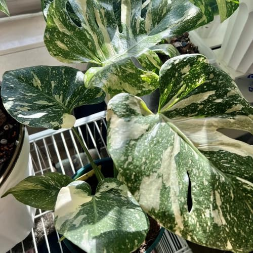 semillas de monstera raras, interior, resistentes de jardín, al aire libre cobertura del suelo, 30pcs