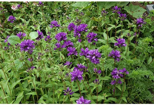 Campanula glomerata 'Superba' - Garten-Knäuel-Glockenblume 'Superba' - 9cm Topf