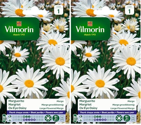 Vilmorin 5217241 Chrysanthème grande marguerite Blanc 9 x 0,5 x 16 cm -L'emballage peut varier (Lot de 2)
