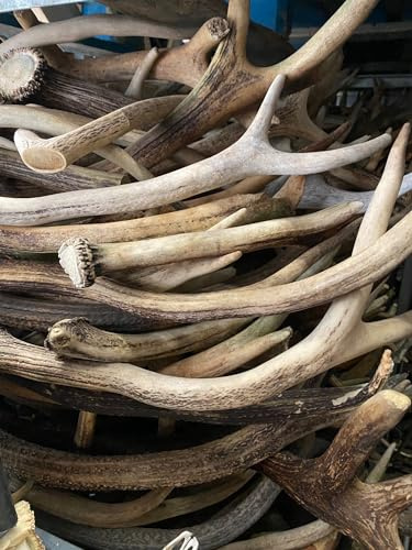 RF-Deer Corno di cervo naturale, decorazione unica, perfetto per giocattoli per cani, giocattolo da mordere, resistente alla masticazione, l'asta comprende la vendita di 1 kg (20–30 cm, 4–8 pezzi)
