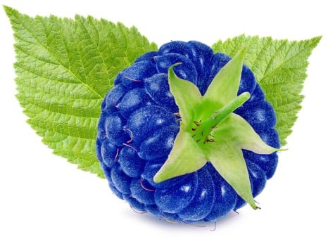 semillas de frambuesa - rara balcón Decoraciones de jardín 150pcs