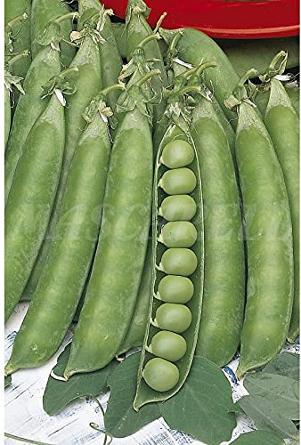 Semillas hortícolas - Guisante alderman mata alta 250gr - Mascarell